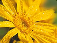 Arnica wordt verwerkt in euphrasia complex bij vermoeide, branderige ogen