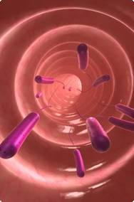 na antibiotica helpt probioticum bij goede balans gunstige en ongunstige bacteriën