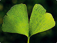 beter gebeugen met ginkgo biloba