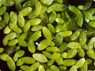 lemna minor in cinuforce tegen voorhoofdsholteontsteking lemna minor in cinuforce tegen voorhoofdsholteontsteking