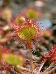 Drosera bij hoesten met slijm