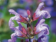 salvia bij huiduitslag en huidirritatie