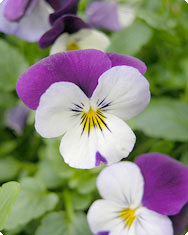 viola tricolor bij jeugdpuistjes