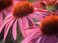 Open, rode of ontstoken wondjes? Verzorging en genezing door echinacea