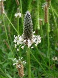 Plantago lanceolata