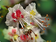 Behandeling rusteloze benen (Restless Legs Syndroom)? Aesculus hippocastanum