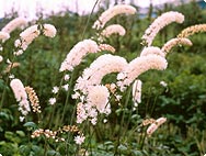 Zilverkaars (Cimicifuga racemosa)