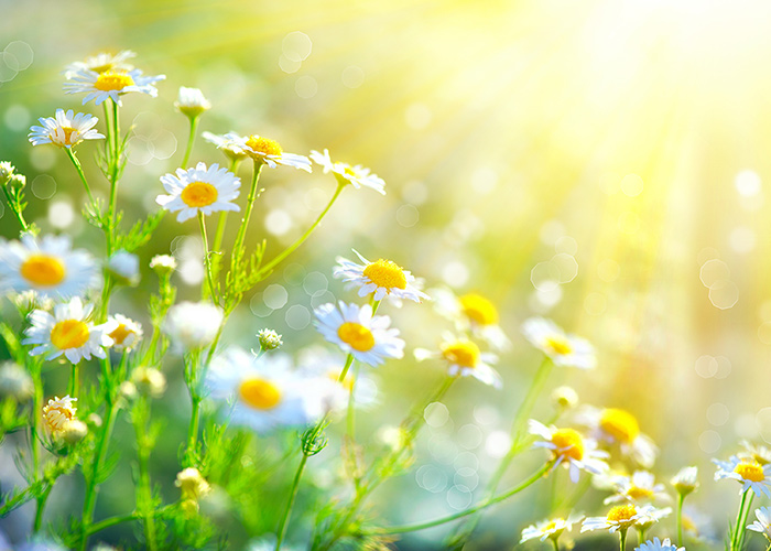 Lessen van de natuur: Lente