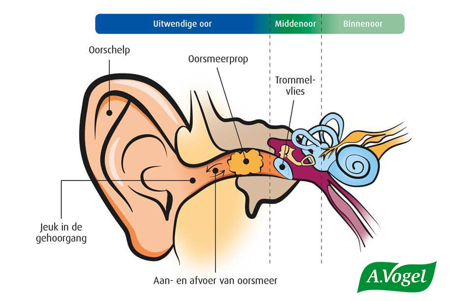 Herziening Matig rechtop Alles over oren en oorklachten van oorsmeer tot gehoorgangontsteking |  A.Vogel