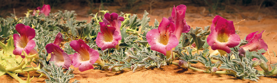 Harpagophytum | A.Vogel