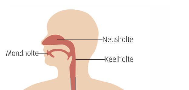 Neusholte, mondholte en keelholte