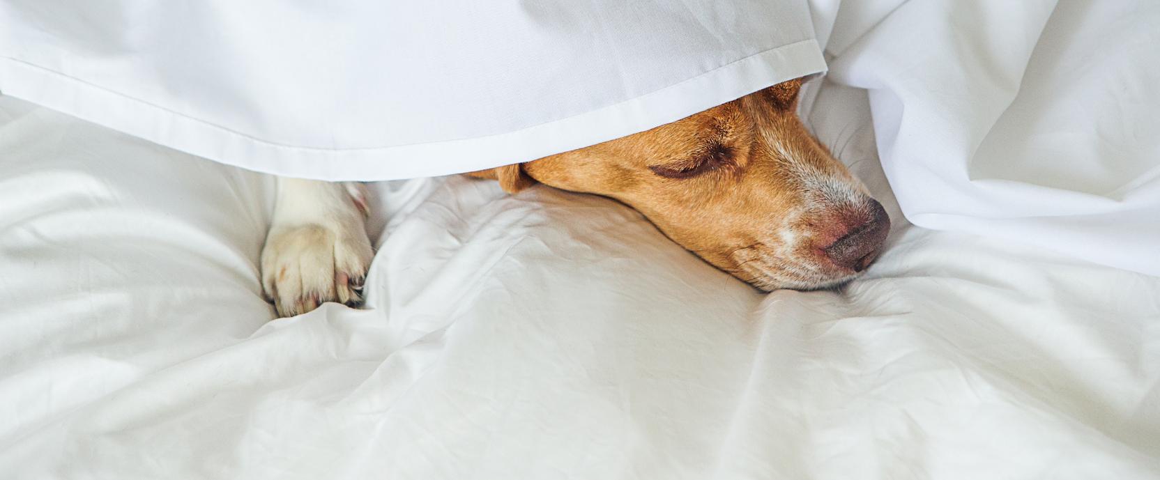 Slaapverstoorders Slaapverstoorders