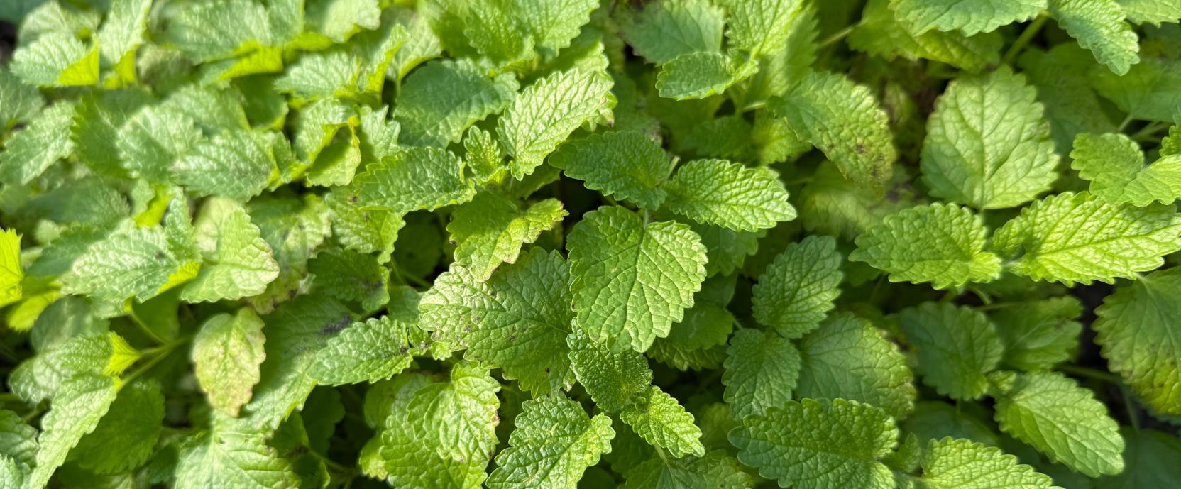 Slaaptips & rituelen Slaaptips & rituelen