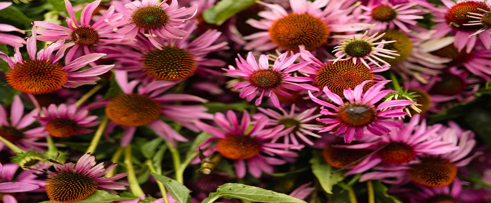 Met voeding je immuunsysteem versterken