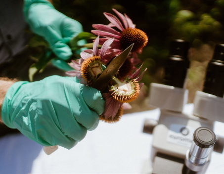 echinacea lab