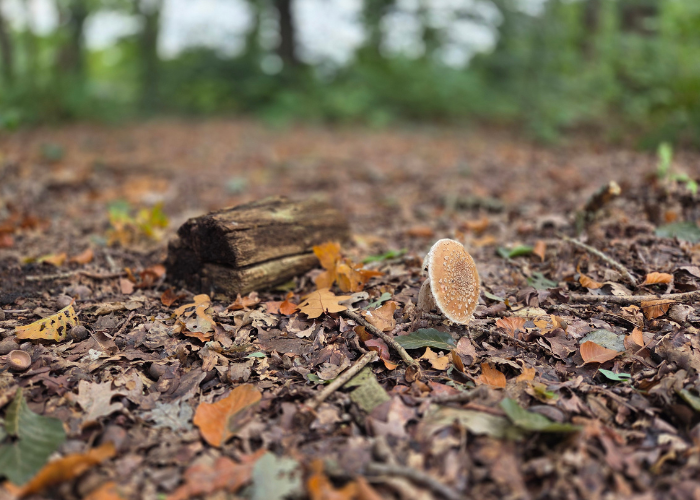 Paddenstoelen | A.Vogel